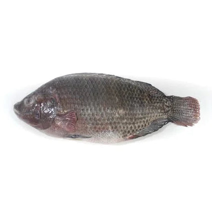 [SAL-0460] Frozen Whole Gutted Tilapia 500-800g
